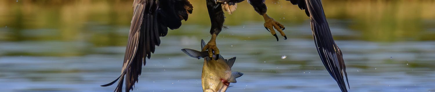 Eagle